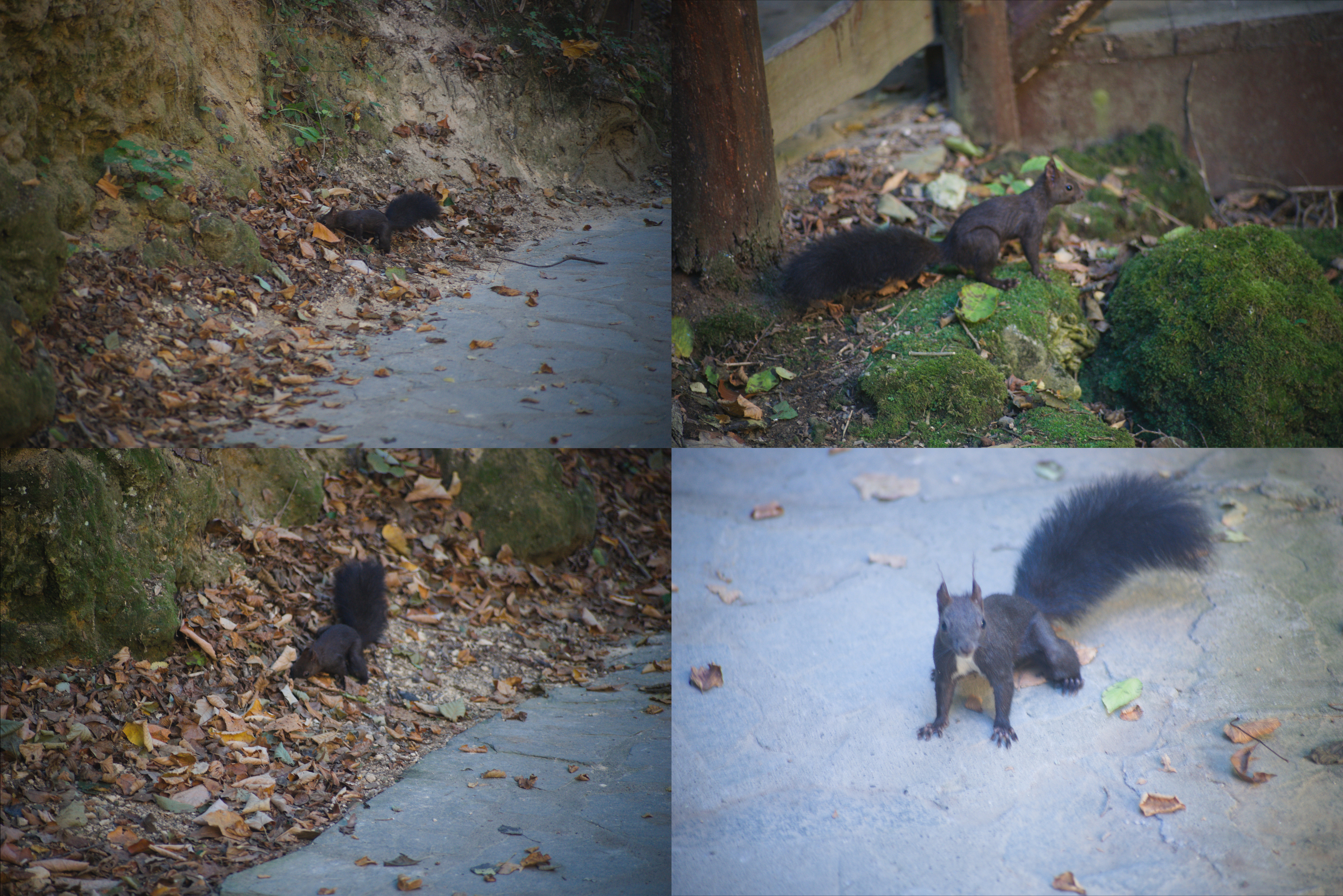 The small squirell is looking around for the food